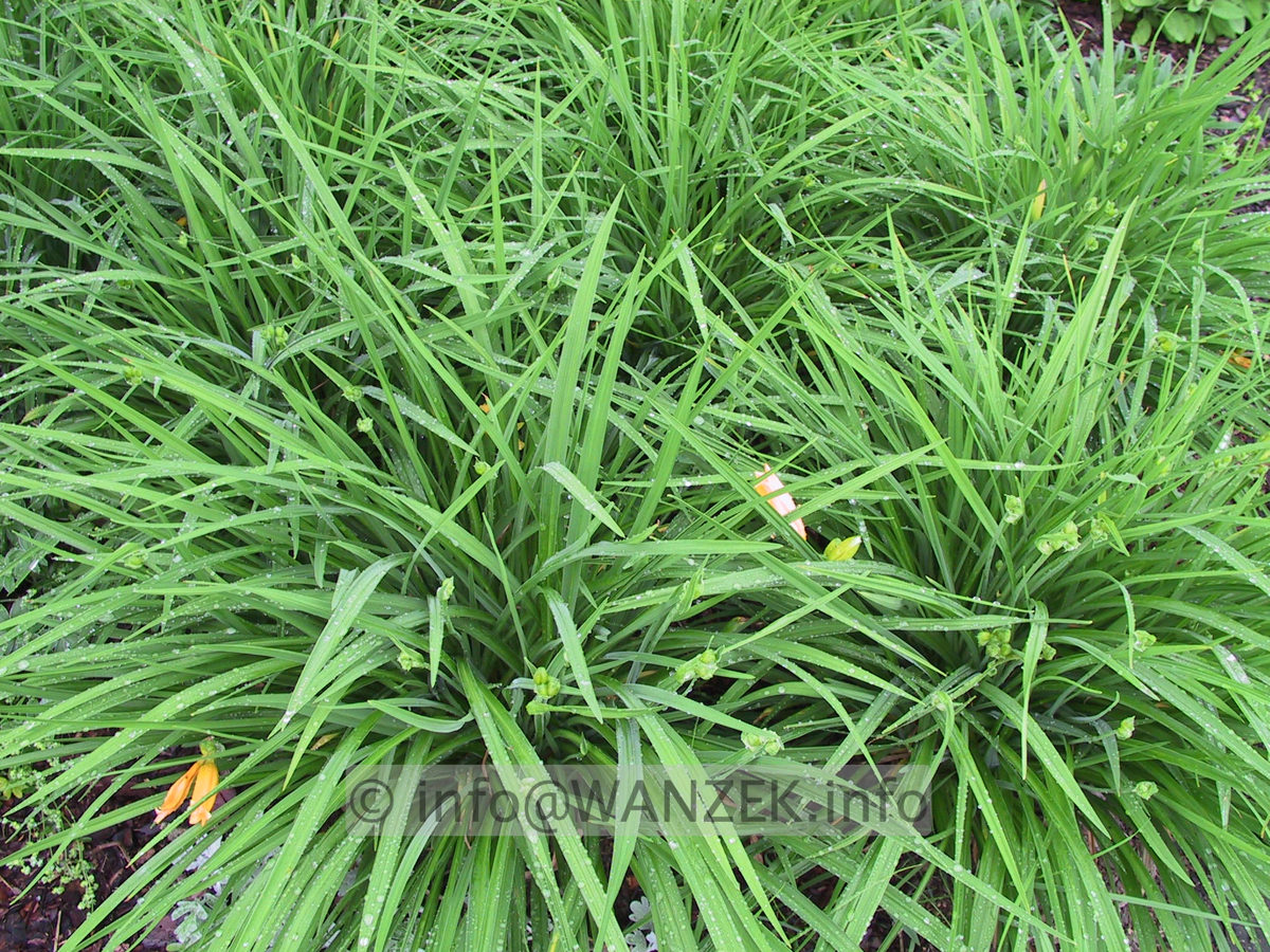 Hemerocallis Citrina flaechig.JPG